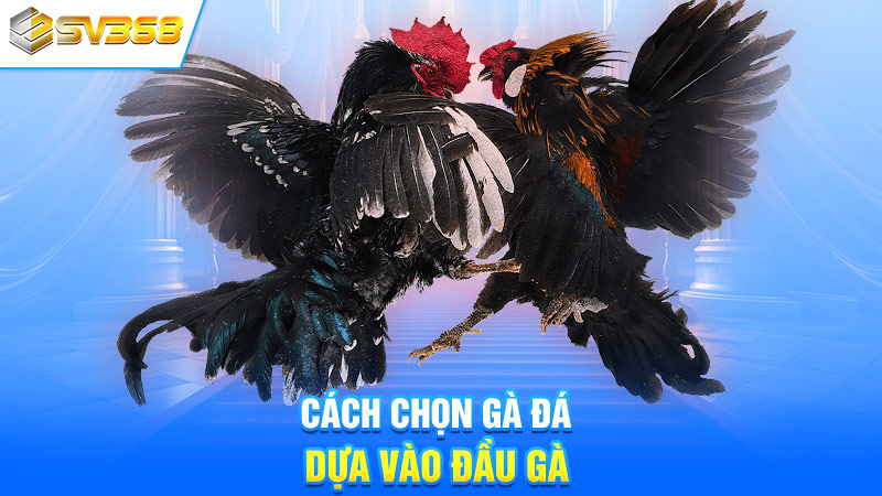 Cách chọn gà đá dựa vào đầu gà