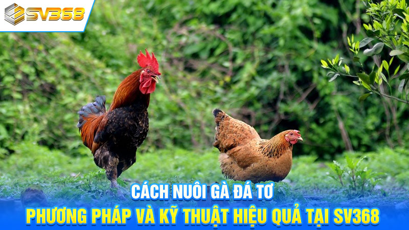 Cách Nuôi Gà Đá Tơ - Phương Pháp Hiệu Quả Tại SV368